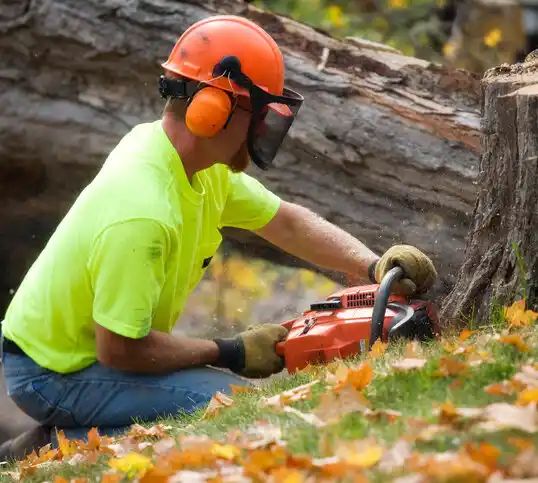 tree services Delmar